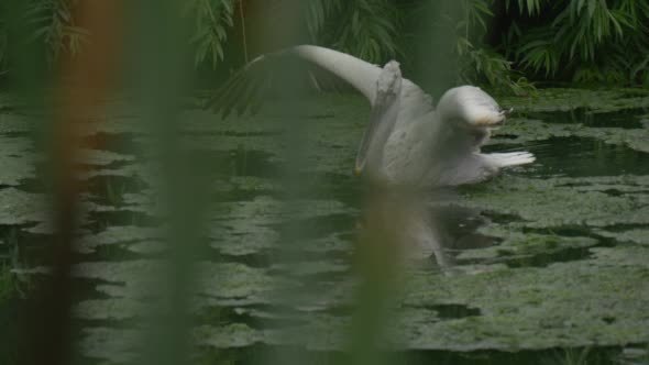 Pelecanus Rufescens Pelecanus Rufescens