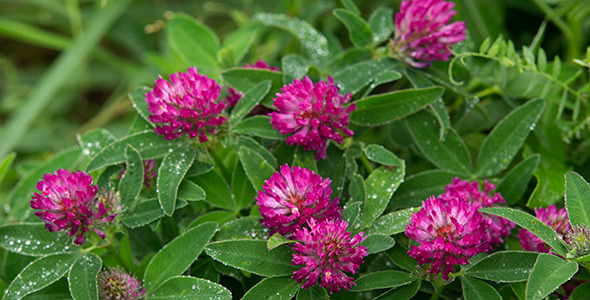 Bush of Blooming Red Clover After the Rain