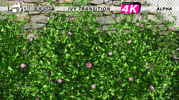 Pink Flower & Ivy Growing