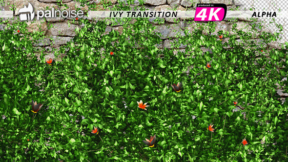 Ivy & Orange Flowers Growing