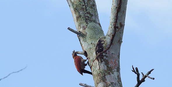 Banded Woodpecker (Picus miniaceus)