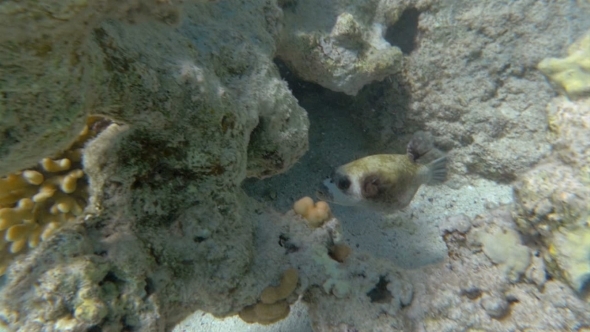 Exotic Fish Living In Coral Reef alt