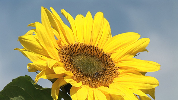 Bees On Sunflower