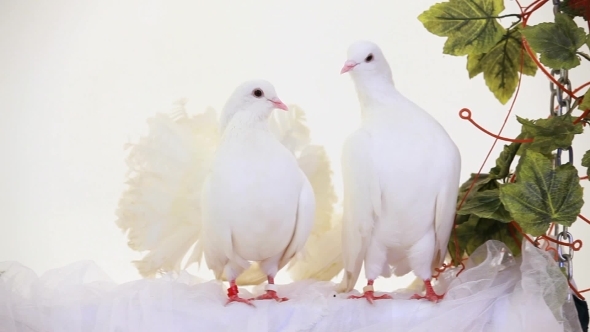 Pair Of White Birds