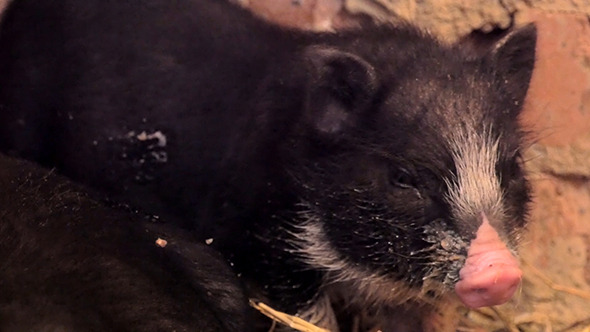 Vietnam Black Little Pig In The Barn Vietnam Black Little Pig In The Barn
