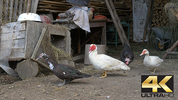 Poultry in Traditional Farm Poultry in Traditional Farm