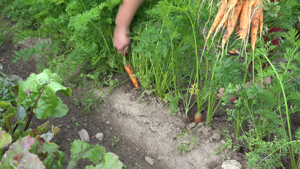 Carrots  6 alt