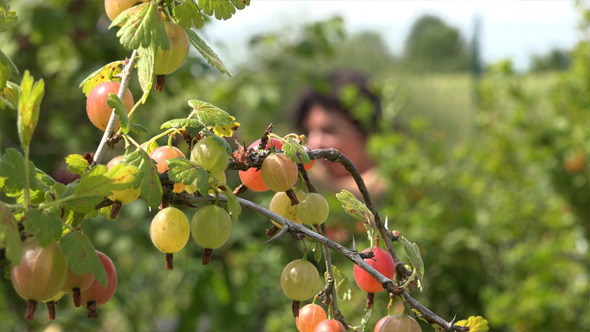 Berry Picking Berry Picking