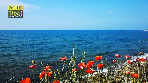 Poppy Flowers At Sea Coastline