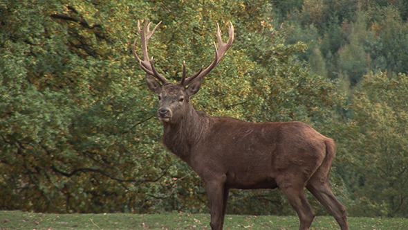 Red Deer With Big Antler In The Forest