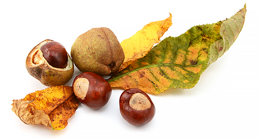 Conkers