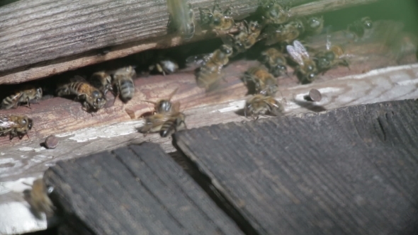 Bee Flying In Front Of a Beehive alt