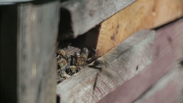 Bee Flying In Front Of a Beehive Bee Flying In Front Of a Beehive