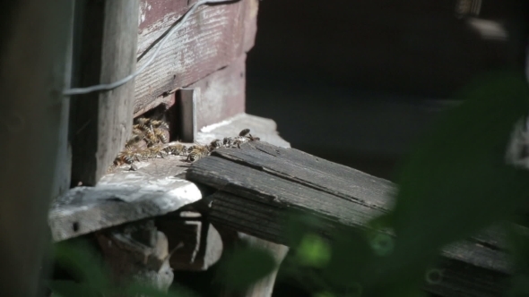 Bee Flying In Front Of a Beehive Bee Flying In Front Of a Beehive