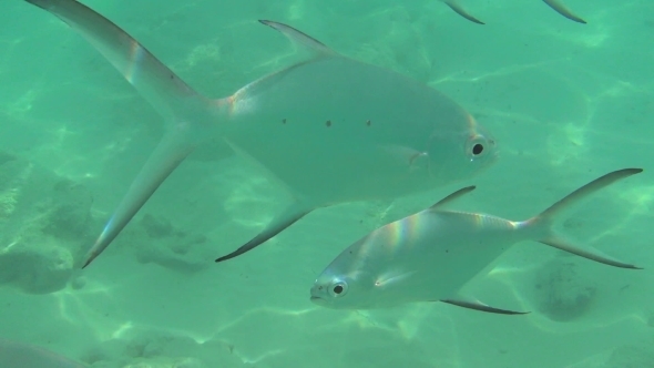 Tropical Fishes Tropical Fishes