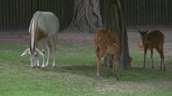 Two Female Deers and Goat Are Feeding Two Female Deers and Goat Are Feeding
