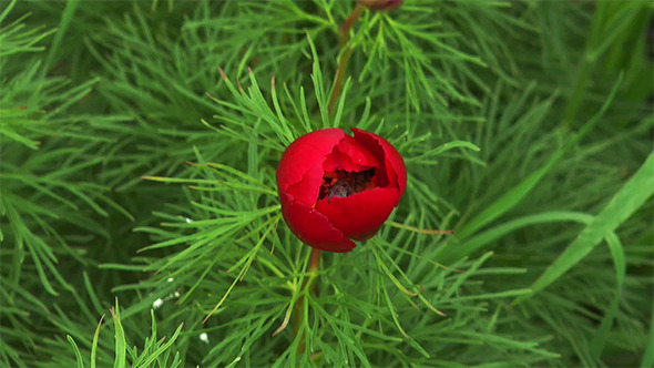 Bee Inside the Flower