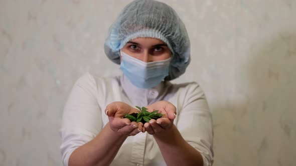 A Young Happy Biologist Woman with a Cannabis Bush in Her Hands alt