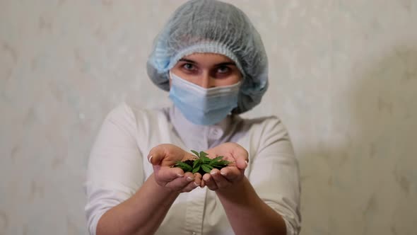 A Young Happy Biologist Woman with a Cannabis Bush in Her Hands