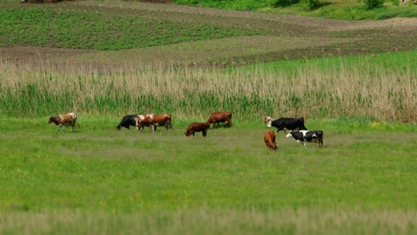 Group Of Cows On Pasture
