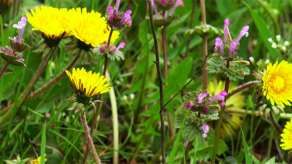 Background of Wild Flowers  alt