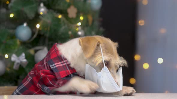 Female hands put a medical mask against coronavirus on a dog in a red shirt alt