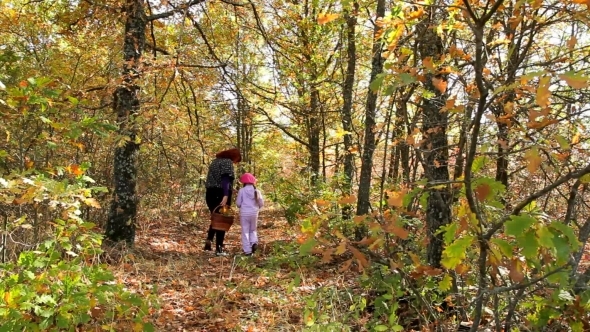 Walking Through The Autumn Woods
