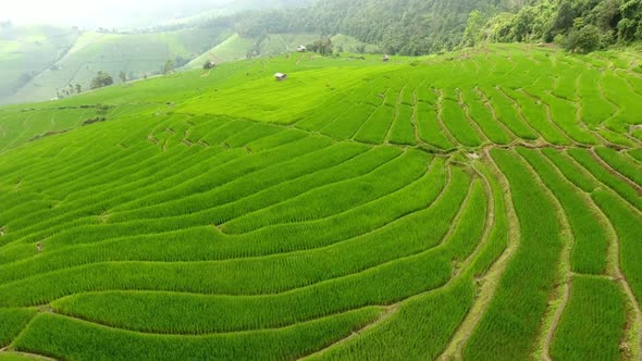 Rice field terrace on mountain agriculture land. alt