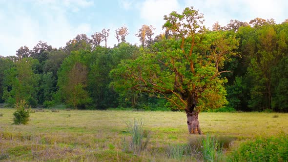 Trees