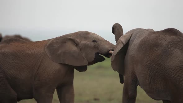 Elephants Fighting