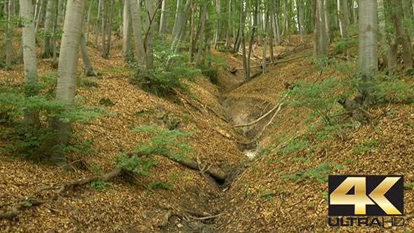 Ravine in the Forest Ravine in the Forest