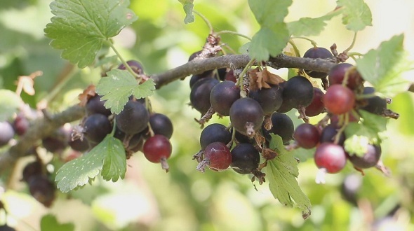 Currant on a Branch 2 Currant on a Branch 2