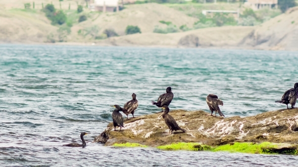 Cormorants In The Sea