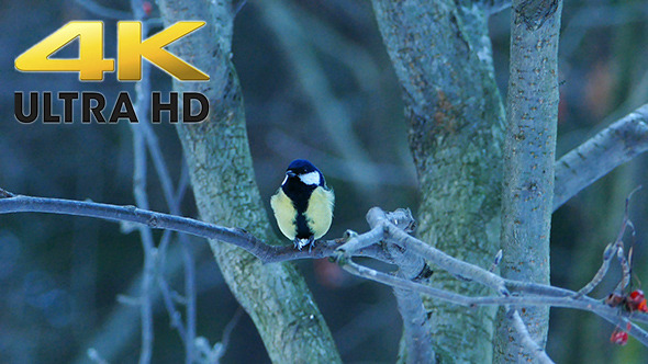 Great Tit Bird (Parus major) Eating in Forest