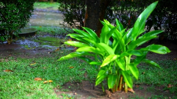 Rain On Plants And Trees With Blurred Background