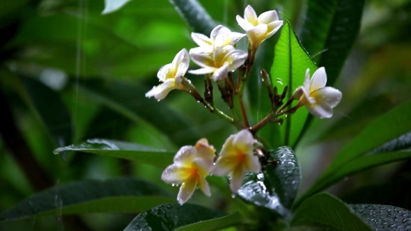 Frangipani Flowers In The Rain