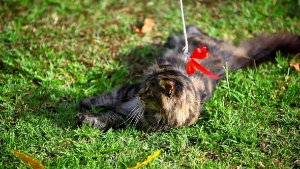 Lying Maine Coon Cat Playing On The Grass
