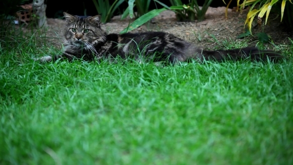 Maine Coon Cat Lying On Grass And Plays