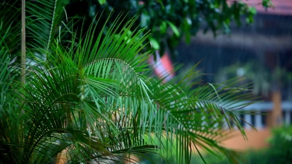 Palm Trees And Rain