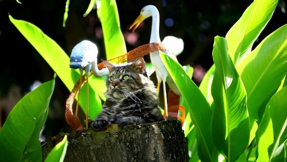 Maine Coon Cat Playing On a Stump