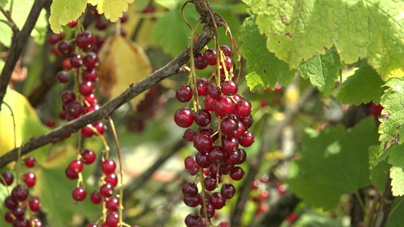 Red Currant 2 Red Currant 2