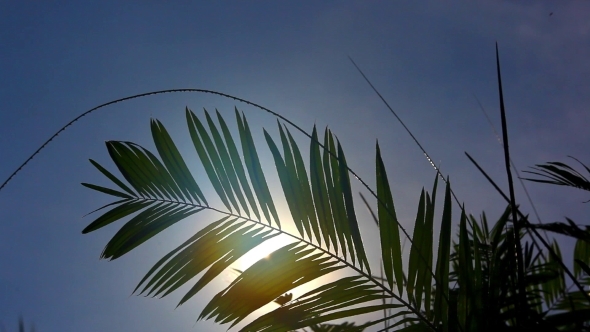 Palm Leaf Moving In The Wind In Front Of The Sun
