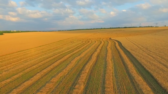 Field Of Wheat After Harvesting.