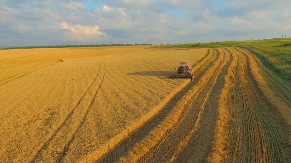 Aerial View, Harvesting Machine Mows Wheat