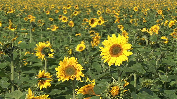 Field Of Sunflower