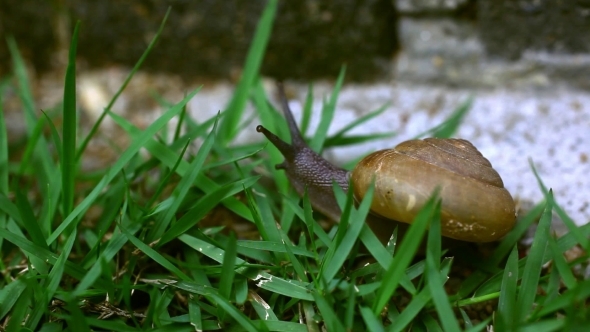 Crawler Snail On The Grass. 