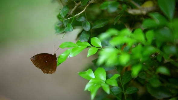 A Brown Butterfly Sitting On The Leaf Of a Plant