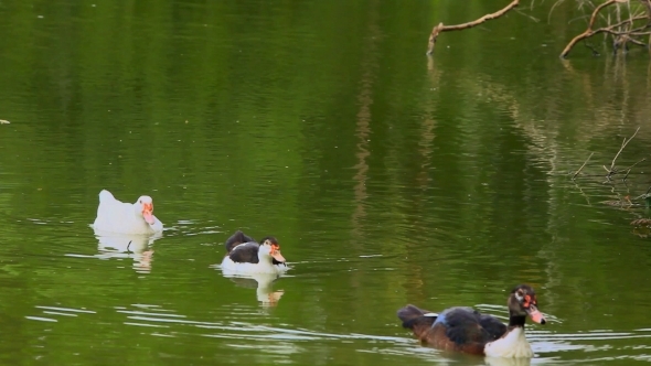 White And Black Ducks Swimming In Pond