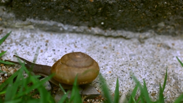 Crawler Snail On The Grass