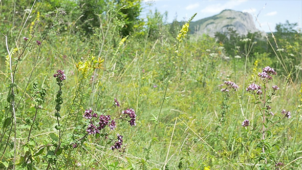 Wild Flowers and Meadow alt